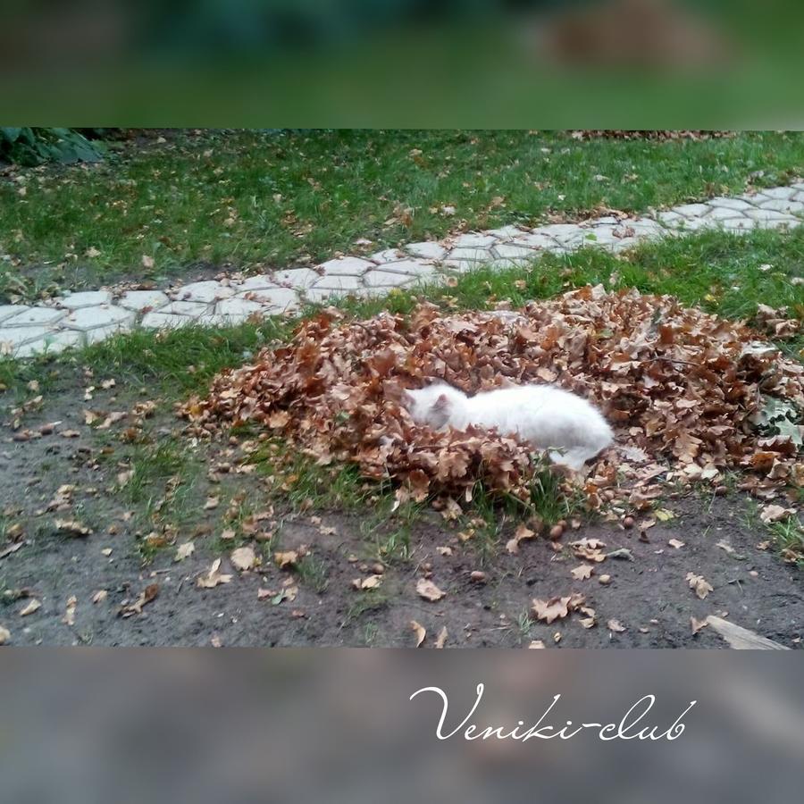 ホテル Veniki-Club Vorzelʼ エクステリア 写真